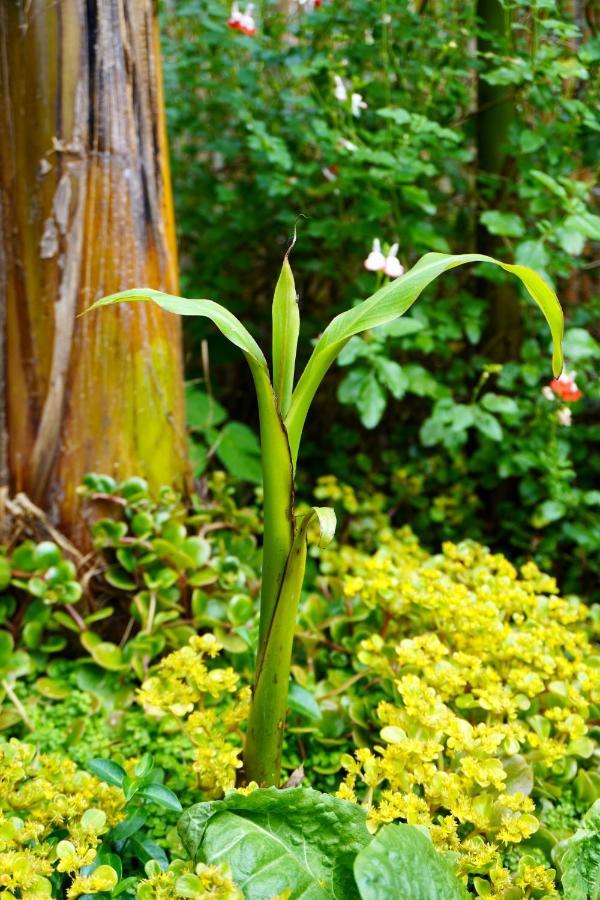 Jungle Stay In A Hidden Paradise Zwijndrecht Eksteriør billede